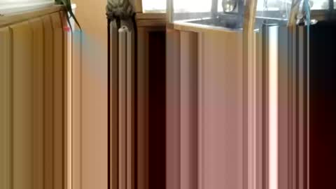 trypodman online show from December 25, 3:49 pm