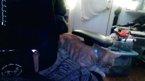 Snapshot of twackedntatted chatting on December 12, 7:37 pm TwackedNTatted online show from December 12, 7:37 pm