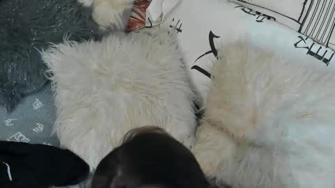 Vit a Viper online show from September 30, 11:32 pm