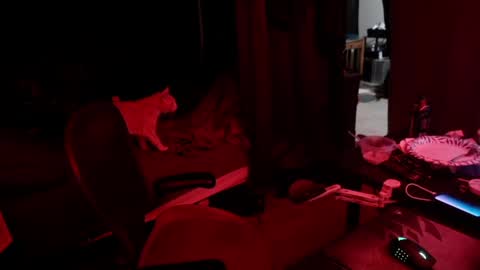 Snapshot of voidcatdaddy chatting on May 13, 5:27 am Rev online show from May 13, 5:27 am