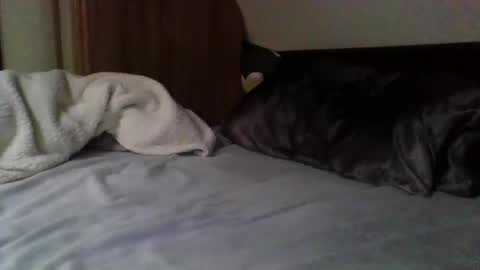 Snapshot of willobey chatting on February 9, 3:56 pm papa bear online show from February 9, 3:56 pm