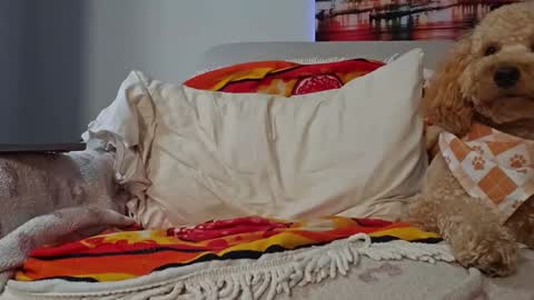 Snapshot of xxxtonymxxx chatting on January 28, 2:43 am TonyDoesMiami online show from January 28, 2:43 am