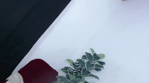 yams_kitty69 online show from November 22, 9:19 am