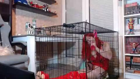 Snapshot of your_sissy_bitch chatting on February 20, 7:47 pm Owned by Hell On Heels online show from February 20, 7:47 pm