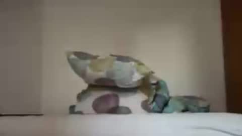 zkopa1234 online show from June 18, 1:48 pm