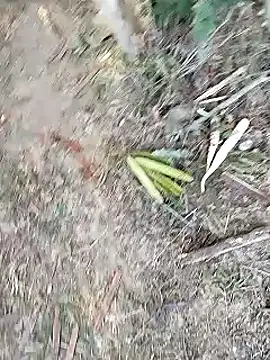 Monster Bigdick online show from January 12, 11:07 am