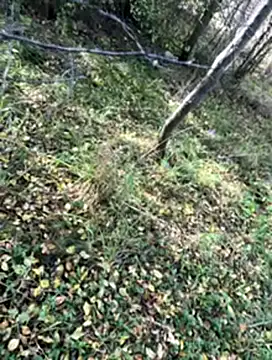 Sirina80 online show from October 19, 11:55 am