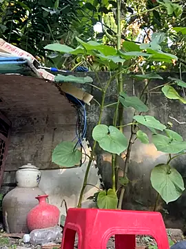   Saphia   online show from November 27, 12:35 am