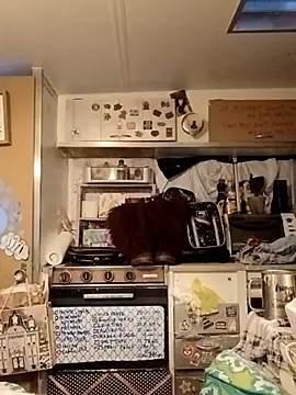 whitetrashdirtyslut online show from March 18, 1:14 pm