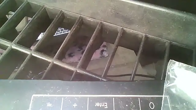 Snapshot of allissonw13 chatting on October 23, 8:46 am allissonw13 online show from October 23, 8:46 am