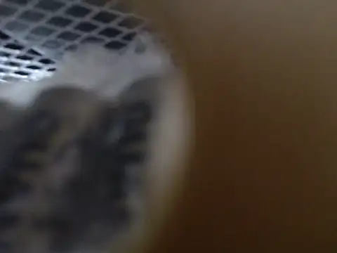 Snapshot of Lovensetest chatting on October 31, 9:10 am Lovensetest online show from October 31, 9:10 am