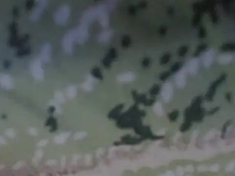 silky milky online show from October 31, 8:21 pm