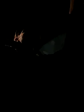 bigmerc online show from November 21, 9:57 pm