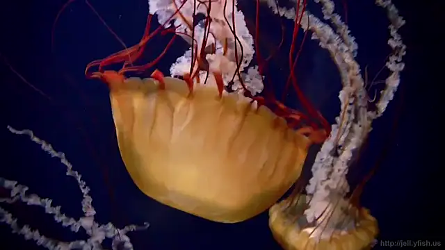 streamy test11 online show from November 3, 11:55 am