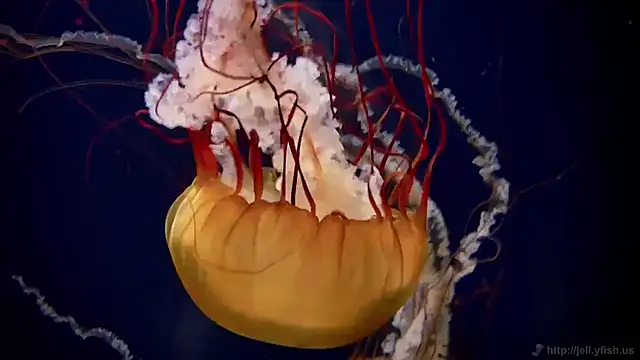 streamy test11 online show from November 12, 1:44 pm