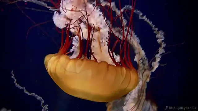 streamy test11 online show from February 24, 1:20 pm