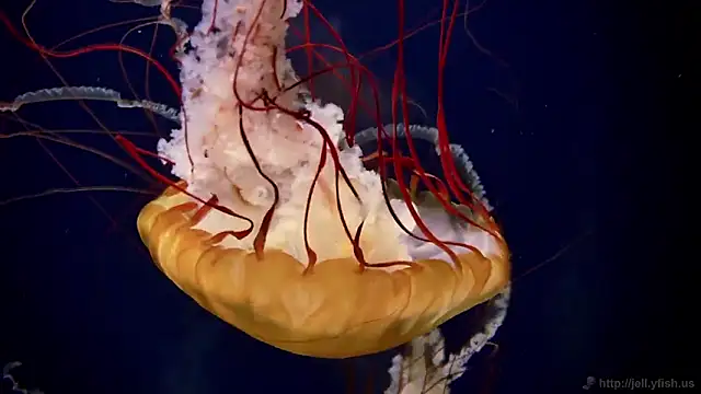 streamy test11 online show from February 27, 11:54 am