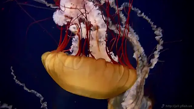 streamy test11 online show from March 2, 8:10 am