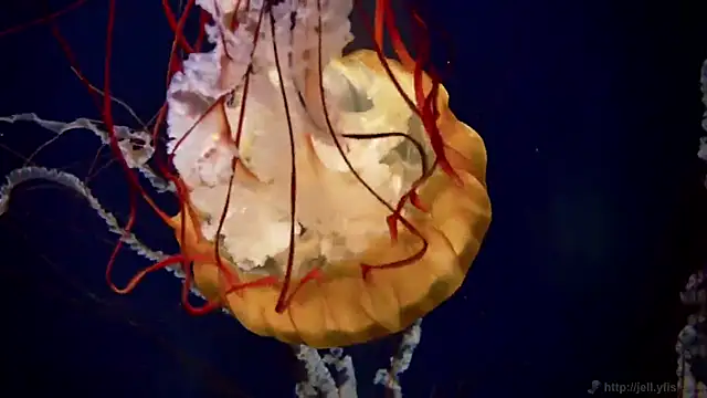 streamy test11 online show from March 11, 11:49 am