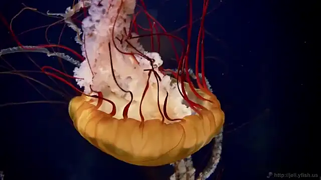 streamy test11 online show from March 12, 12:55 pm