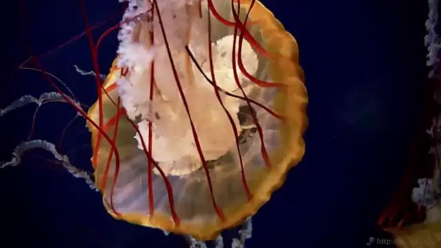 streamy test11 online show from March 31, 7:31 am