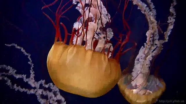 streamy test11 online show from April 3, 12:25 pm