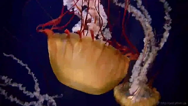 streamy test11 online show from April 8, 10:37 am