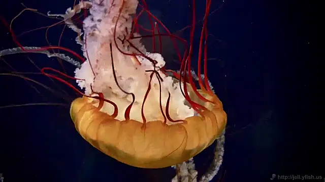 streamy test11 online show from April 16, 2:29 pm