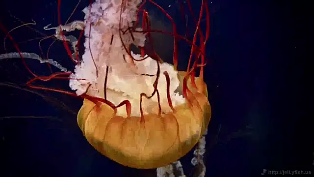 streamy test11 online show from April 17, 6:38 am