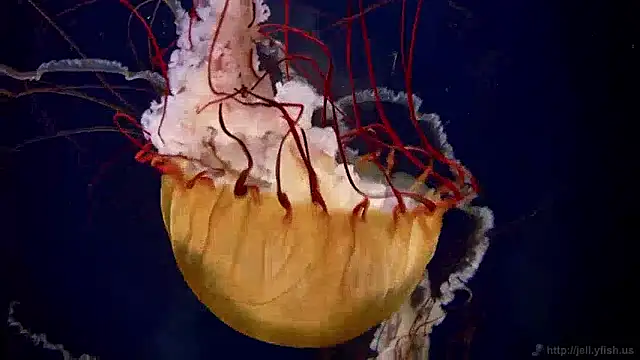 Snapshot of streamy_test13 chatting on December 2, 8:09 am streamy test13 online show from December 2, 8:09 am