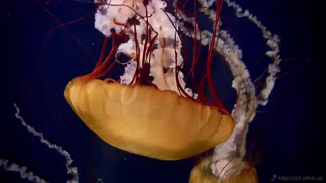 Snapshot of streamy_test13 chatting on December 16, 8:09 am streamy test13 online show from December 16, 8:09 am