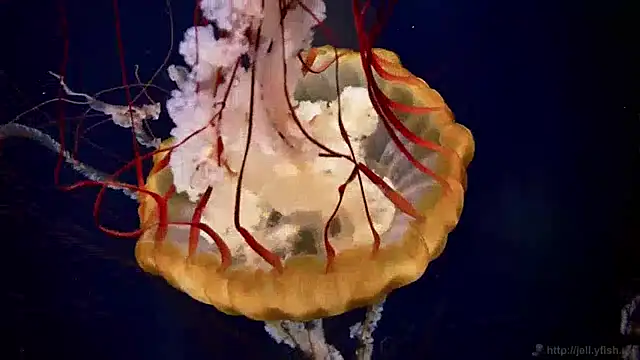 Snapshot of streamy_test13 chatting on January 28, 8:14 am streamy test13 online show from January 28, 8:14 am