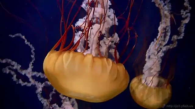 Snapshot of streamy_test13 chatting on February 20, 8:17 am streamy test13 online show from February 20, 8:17 am