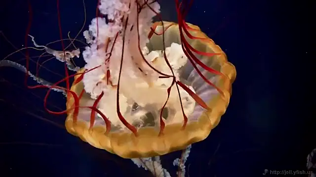 Snapshot of streamy_test13 chatting on March 7, 8:13 am streamy test13 online show from March 7, 8:13 am