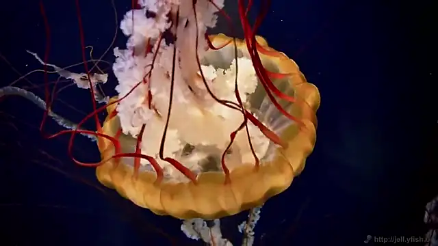 Snapshot of streamy_test13 chatting on March 11, 8:09 am streamy test13 online show from March 11, 8:09 am