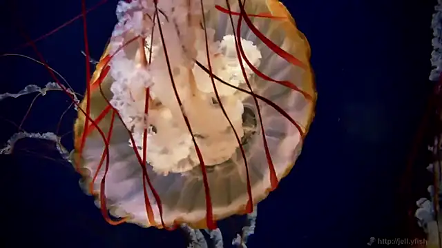 streamy test15 online show from December 3, 2:37 pm