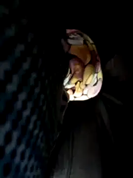 Policeman20742 online show from March 17, 5:16 pm