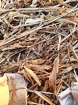 murokkk31 online show from September 16, 3:18 am