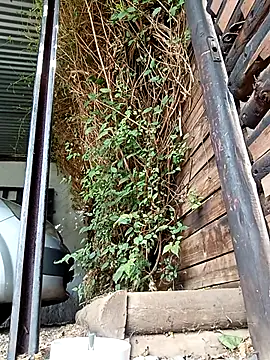 slimmydaddy69 online show from April 19, 7:51 am