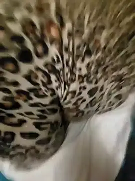 Cameltoekilla online show from January 17, 2:08 am