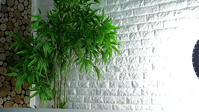 LowOncoming online show from April 8, 2:11 am