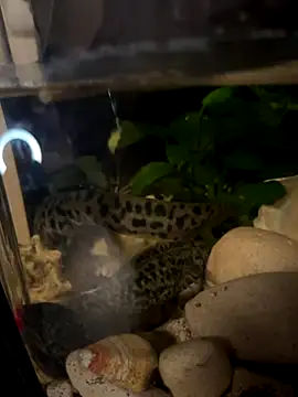 Snapshot of BroadFantasy chatting on October 18, 7:14 pm BroadFantasy online show from October 18, 7:14 pm