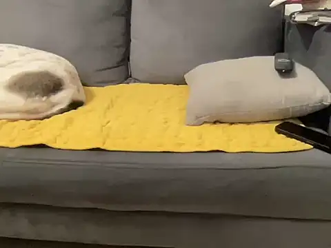 Snapshot of 4small4inchlol chatting on January 10, 3:25 pm 4small4inchlol online show from January 10, 3:25 pm