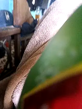AssamSilchar93 online show from December 18, 7:36 am