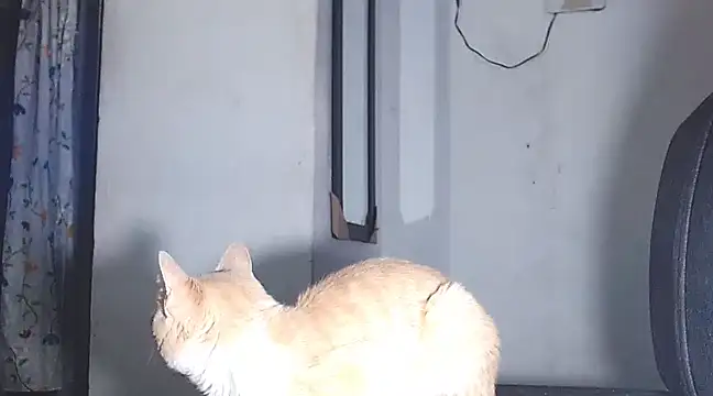 Snapshot of sofi_doll77 chatting on March 1, 10:53 pm sofi doll77 online show from March 1, 10:53 pm