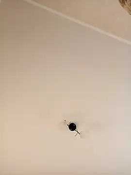 Snapshot of YuliannaFox chatting on December 24, 7:06 am YuliannaFox online show from December 24, 7:06 am