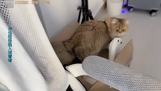 Snapshot of AnAn-520 chatting on March 11, 3:18 pm AnAn-520 online show from March 11, 3:18 pm