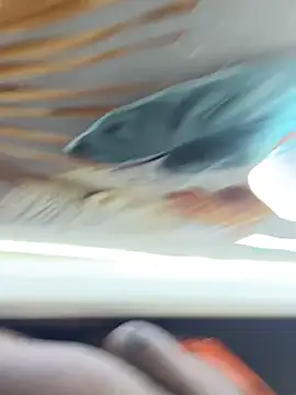 BigBossaNova69 online show from October 8, 5:38 am