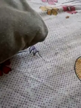 Punjabi beauty123 online show from February 8, 12:30 pm