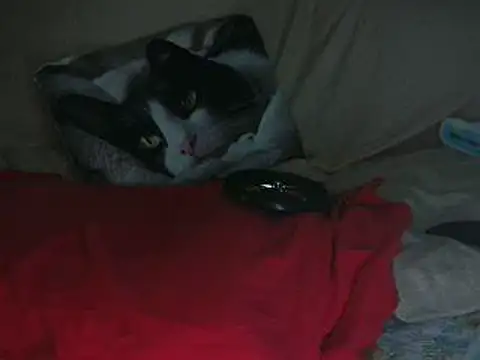 VeneRed online show from October 14, 8:20 pm